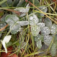 Осеннее утро :: Ольга 