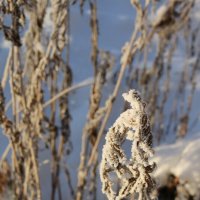 Поздняя осень :: Ольга 