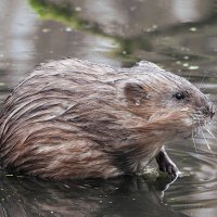 Ондатра :: Лина Ондатра :: Лина