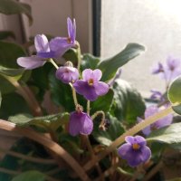 Фиалка :: Елена Семигина Фиалка :: Елена Семигина