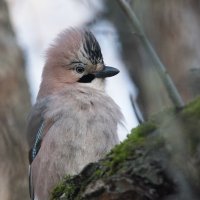 Сойка. :: Владимир Безбородов Сойка. :: Владимир Безбородов