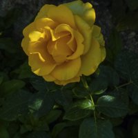 Жёлтая  роза :: Валентин Семчишин