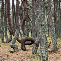 Сосны Танцующего леса. :: Валерия Комова