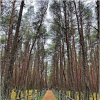 В Танцующем лесу. :: Валерия Комова