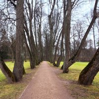 Липовая аллея :: Наталья 