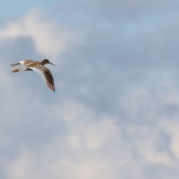 Кулик Травник в полете. г. Миасс, поселок Селянкино. :: Алексей Трухин