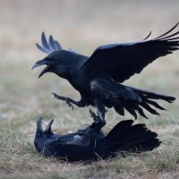 *** :: Евгений Фруман