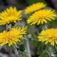 Одуванчик лекарственный :: Светлана Ищенко Одуванчик лекарственный :: Светлана Ищенко