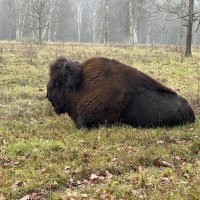 Бизон :: Сергей Лычагин Бизон :: Сергей Лычагин