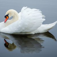 Лебедь :: Галина Ложечникова