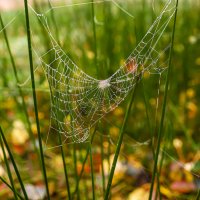 Паутинка. :: Lucy Schneider 