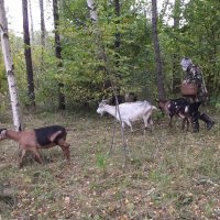 Встреча в лесу... :: Freddy 97