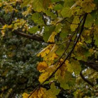 Осенний этюд :: Владимир Жуков