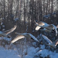 В полёте... :: владимир 