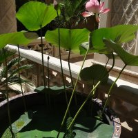 ЛОТОС :: СЕРГЕЙ ФИЛОЧКИН