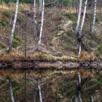 Отражение берёз :: sorovey Sol