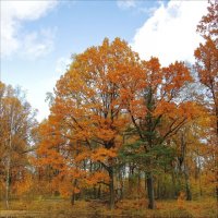 Осень в лесопарке :: Александр Алексеенко