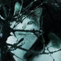 сквозь стекло :: Николай Семёнов