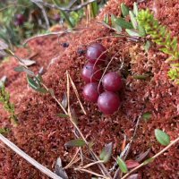 Клюковка :: Ольга Савельева Клюковка :: Ольга Савельева