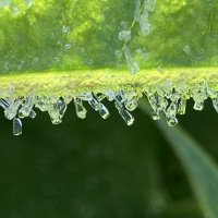 Иней :: Ольга Савельева 