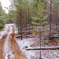 Сосенки :: Сергей Никифоров