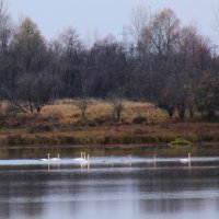 Серые шейки :: Сергей Никифоров
