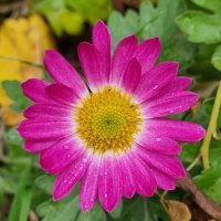 Дождик прошел :: Наталья 