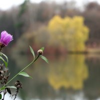 Царицыно 10 ноября :: Михаил Бибичков