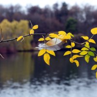 Царицыно 10 ноября :: Михаил Бибичков Царицыно 10 ноября :: Михаил Бибичков