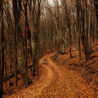 Лесная дорога. :: Сергей Воротников
