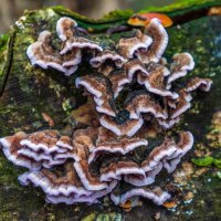 *** :: Анатолий. Chesnavik. *** :: Анатолий. Chesnavik.