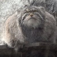 Манул Тимофей :: <<< Наташа >>>