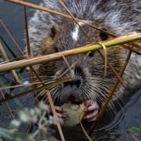 Сидим и точим... :: Дмитрий А