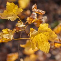 Палитра ноября... :: Владимир Жданов Палитра ноября... :: Владимир Жданов