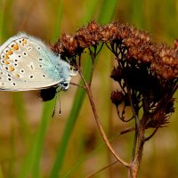 опять про бабочек...22 :: Александр Прокудин опять про бабочек...22 :: Александр Прокудин