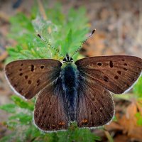 опять про бабочек...24 :: Александр Прокудин