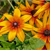 Про сентябрь... :: Aquarius - Сергей