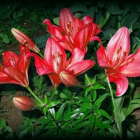 Лилии вечером :: Натала ***