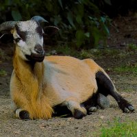 Из жизни животных(серия) :: Владимир Манкер Из жизни животных(серия) :: Владимир Манкер