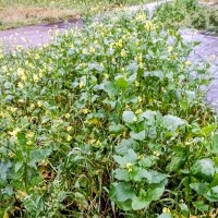 Бурное цветение в ноябре :: Veera V Бурное цветение в ноябре :: Veera V