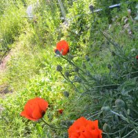 жизнь возле стройки :: Галина R... жизнь возле стройки :: Галина R...