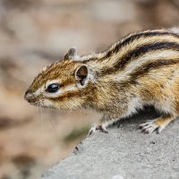 Бурундук :: SanSan 