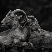 Семья :: SanSan 