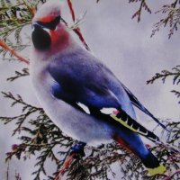 Свиристель пожаловал :: Людмила Смородинская