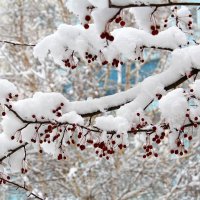 Пришла, рассыпалась клоками... :: Татьяна Лютаева