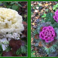 Декоративная капуста :: Ольга Довженко