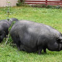 Московская область. Серпухов. Ферма «Русский страус». :: Наташа *****