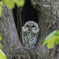 серая неясыть.молодая. :: юрий макаров серая неясыть.молодая. :: юрий макаров