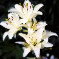 Как расцвет золотист! Как расцвет её бел! :: Hope 