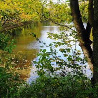 Картинки осени :: Рита Симонова